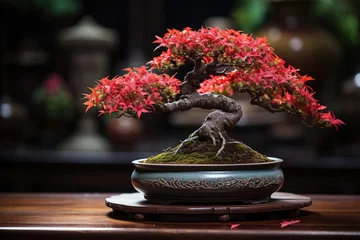 Rolgordijnen bonsai  japanese tradition grown tree © NikahGeh