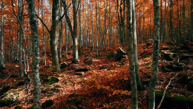 Passeggiata nel bosco autunnale