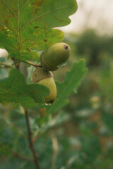 acorn on the tree