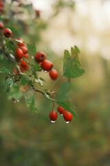 red berries on a branch