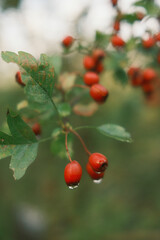 red berries on a branch
