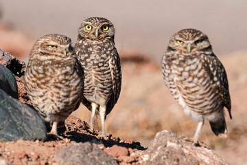 Burrowing Owls - Arizona