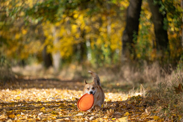 corgi on an autumn walk