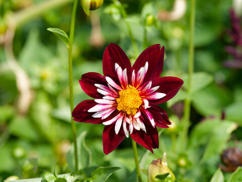Collarette Dahlia 'La Cierva'. Elegant dahlia with dark red to burgundy petals around a white pointed crown and yellow heart
