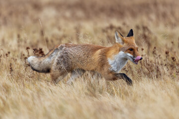 Fuchs rennt über eine dürre Wiese