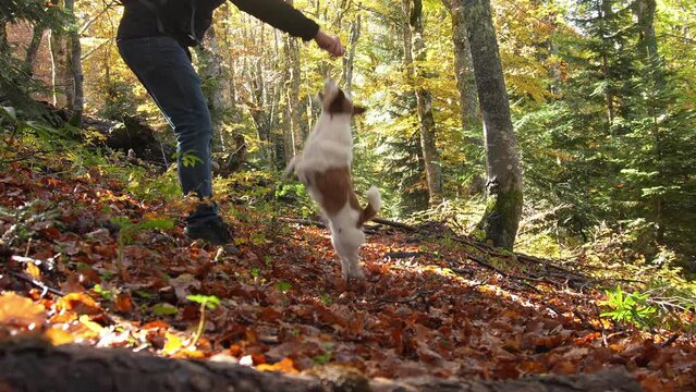 A man in jeans and boots plays fetch with a dog, specifically a Jack Russell Terrier, in a sunlit autumn forest, surrounded by vibrant fallen leaves and tall trees. Nature of Montenegro.