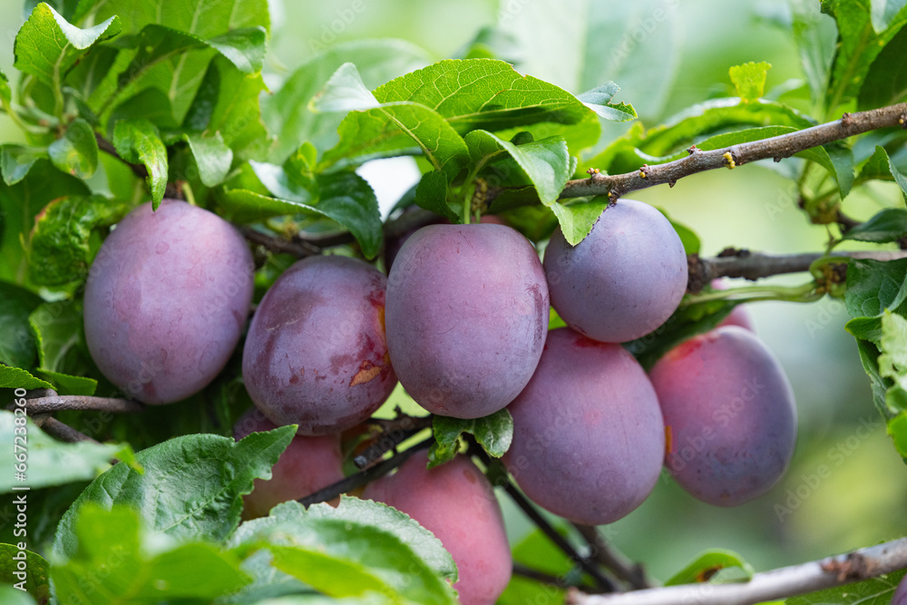 Sticker plums on a tree branch in summer