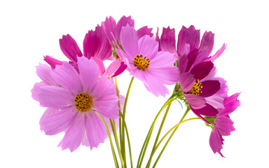 Fototapeta premium cosmos flowers isolated