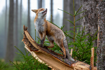 Fuchs steht an Abbruchstelle eines Baumstammes