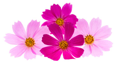 cosmos flowers isolated