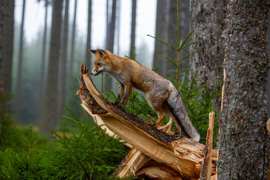 Fuchs steht an Abbruchstelle eines Baumstammes