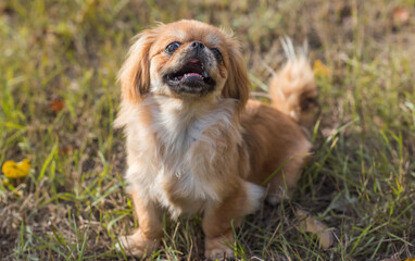 Cute and funny golden color Pekingese young dog in autumn park playing with leaves and joyful. Best human friend. Pretty puppy dog in garden around sunlight