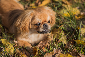 Cute and funny golden color Pekingese young dog in autumn park playing with leaves and joyful. Best human friend. Pretty puppy dog in garden around sunlight
