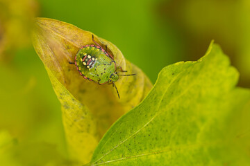 Pentatomidae Green stink bug Nezara viridula on a leaf