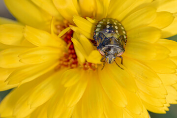 Pentatomidae Green stink bug Nezara viridula on a leaf