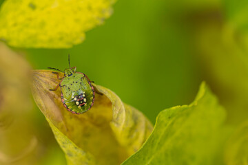 Pentatomidae Green stink bug Nezara viridula on a leaf