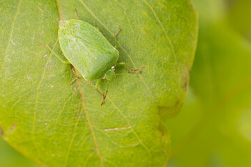 Pentatomidae Green stink bug Nezara viridula on a leaf