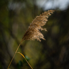 plante de bord de rivi&egrave;re en automne
