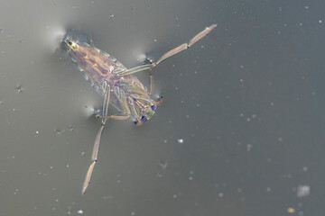 Backswimmer Notonecta glauca in a small pond