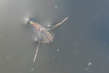 Backswimmer Notonecta glauca in a small pond
