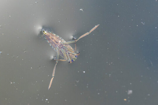 Backswimmer Notonecta glauca in a small pond