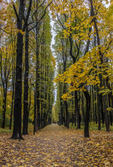 Fototapeta premium Tranquil Pathway Through Woodland in Autumn with Sunlit Trees over Water