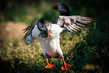 Atlantic Puffin - Iceland
