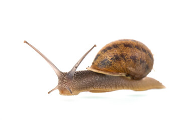 Snail isolated over white