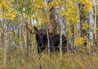 Bull Shiras Moose in Autumn in Wyoming
