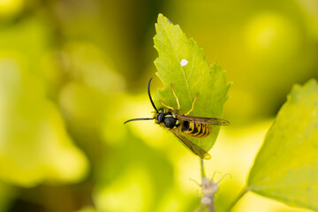 Common wasp Vespula germanica sitting on a leaf or fruit