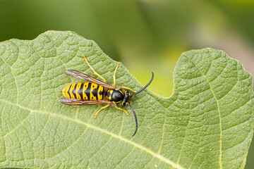 Common wasp Vespula germanica sitting on a leaf or fruit