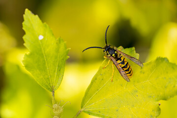 Common wasp Vespula germanica sitting on a leaf or fruit