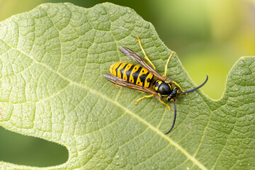 Common wasp Vespula germanica sitting on a leaf or fruit