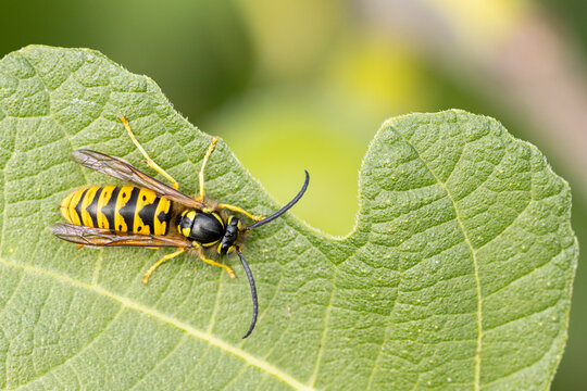 Common wasp Vespula germanica sitting on a leaf or fruit