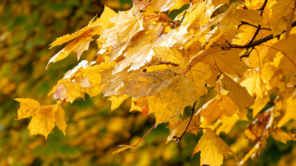 Yellow maple leaves sway slowly in the wind against the background of trees. Golden Autumn. Beautiful autumn landscapes. Autumn sunny day in the park.