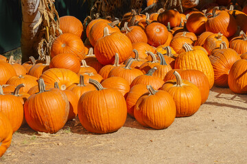 Large group of pumpkins on the ground at a harvest festival’s pumpkin patch