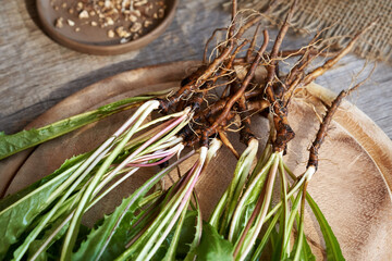 Fresh whole dandelion roots on a table, close up