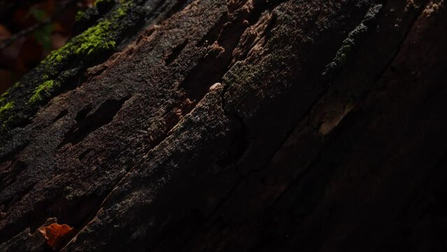 Old wet snag part of a downed tree covered with moss in the autumn forest among fallen leaves. Nature of Montenegro. - Powered by Adobe