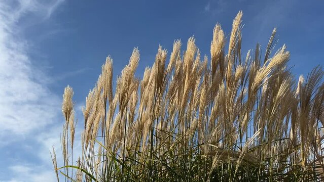 Scenic pampas grass miscanthus in the wind against sky clouds.