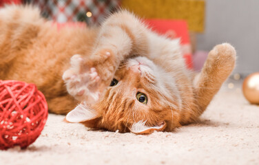 Fototapeta premium ginger cat lying on his back reaching for a toy