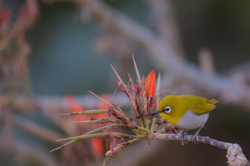 The Indian white-eye, formerly the Oriental white-eye, is a small passerine bird in the white-eye family