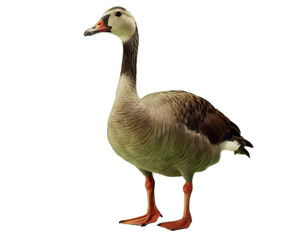 Goose on a light transparent background. PNG please. Generative artificial intelligence