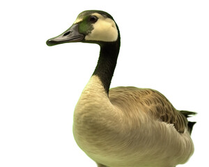 Goose on a light transparent background. PNG please. Generative artificial intelligence