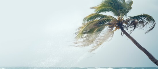 Hurricane Laura blows palm tree in Grand Cayman