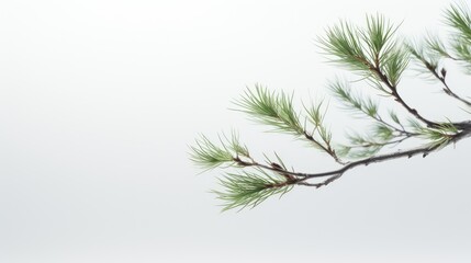 a pine branch against a clean white background, capturing the intricate details of nature's design.