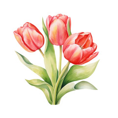 Obraz premium Watercolor Tulip hand drawn illustration, pink isolated on white background