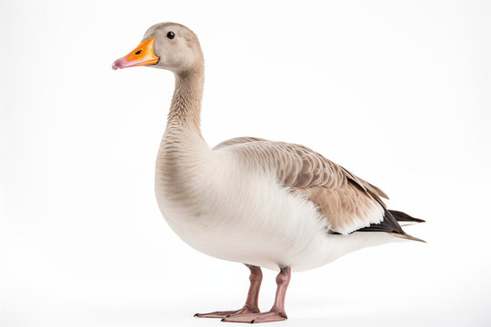 Gans freigestellt vor wei&szlig;em Hintergrund