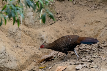 The kalij pheasant, or simply kalij, is a pheasant found in forests and thickets, especially in the...