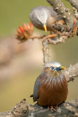 chestnut-tailed starling, also called grey-headed starling and grey-headed myna
