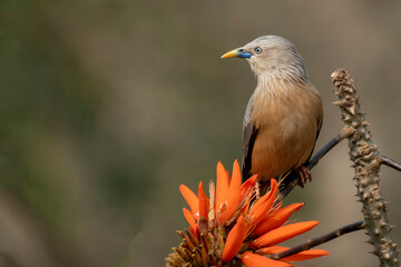 chestnut-tailed starling, also called grey-headed starling and grey-headed myna